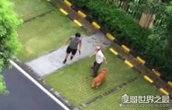 广东男子打死金毛犬被刑拘，金毛护主咬死贵宾(贵宾未牵绳)