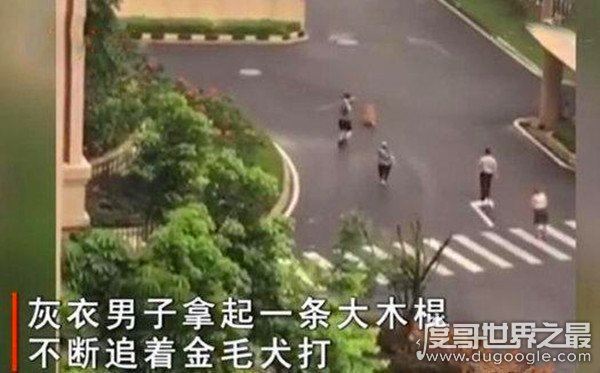 广东男子打死金毛犬被刑拘，金毛护主咬死贵宾(贵宾未牵绳)