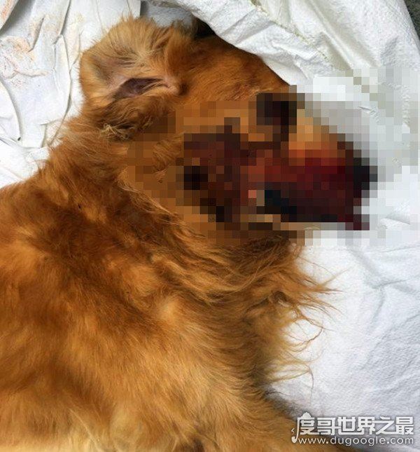 广东男子打死金毛犬被刑拘，金毛护主咬死贵宾(贵宾未牵绳)