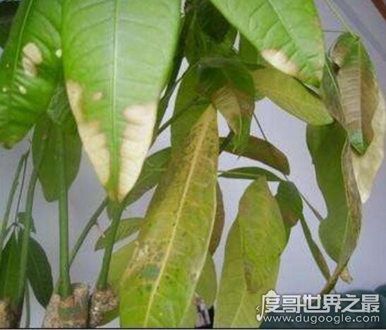 发财树叶子发黄怎么办？叶片发黄的原因及处理方法