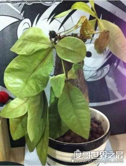 发财树叶子发黄怎么办？叶片发黄的原因及处理方法