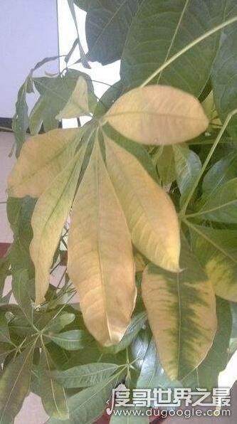 发财树叶子发黄怎么办？叶片发黄的原因及处理方法