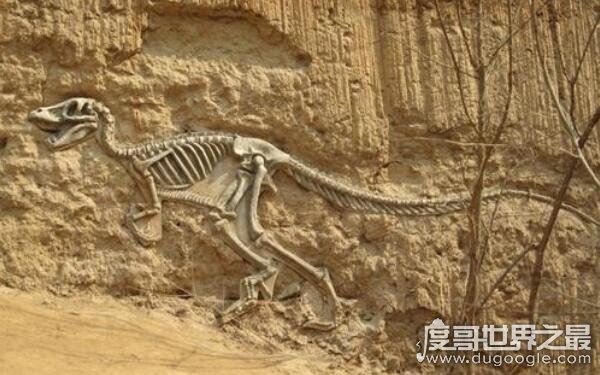 世界上第一个发现恐龙的人，醉心于化石研究（曼特尔）