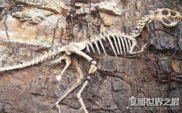 世界上第一个发现恐龙的人，醉心于化石研究（曼特尔）