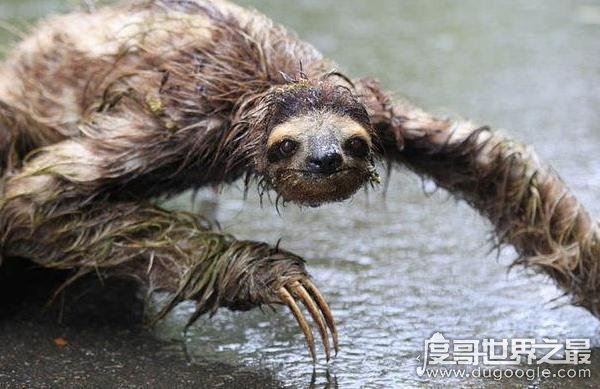 水猴子真的存在吗,就是民间传说中害人的“水鬼”(图片)
