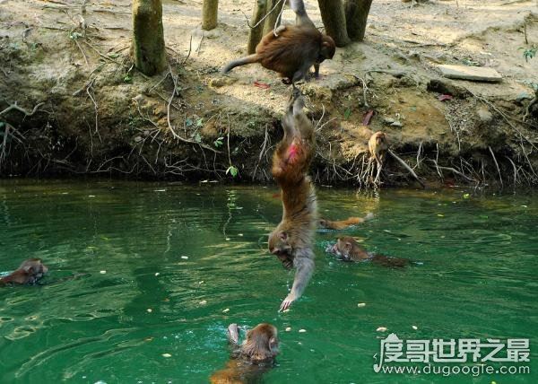 水猴子真的存在吗,就是民间传说中害人的“水鬼”(图片)