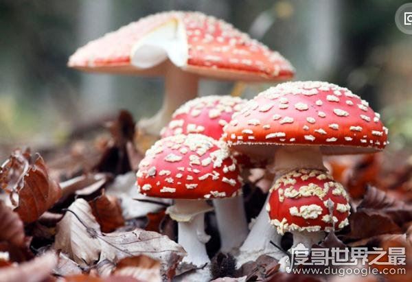 世界上最毒的蘑菇,鹅膏菌(全球95%蘑菇中毒事件的罪魁祸首)