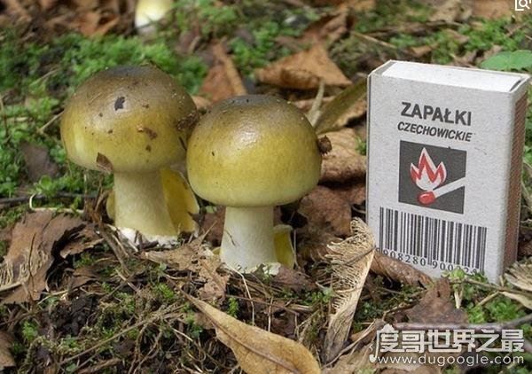 世界上最毒的蘑菇，鹅膏菌(全球95%蘑菇中毒事件的罪魁祸首)
