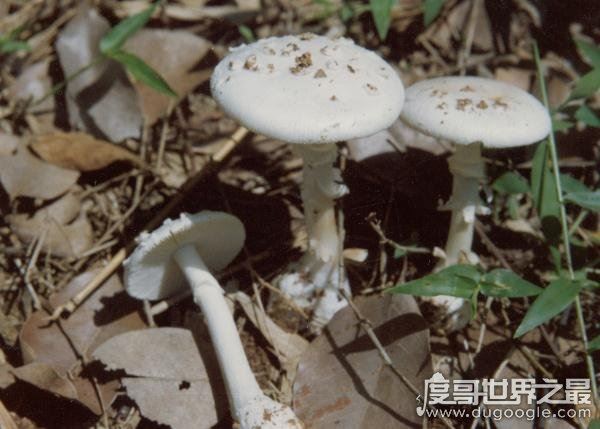 世界上最毒的蘑菇，鹅膏菌(全球95%蘑菇中毒事件的罪魁祸首)