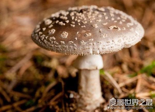 世界上最毒的蘑菇，鹅膏菌(全球95%蘑菇中毒事件的罪魁祸首)