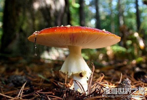 世界上最毒的蘑菇，鹅膏菌(全球95%蘑菇中毒事件的罪魁祸首)