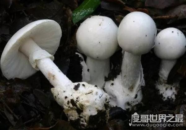世界上最毒的蘑菇，鹅膏菌(全球95%蘑菇中毒事件的罪魁祸首)