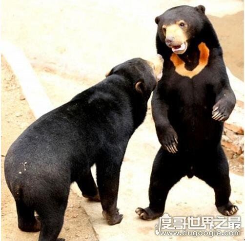 世界上最小的熊，马来熊一般成年体型都不超过1米5