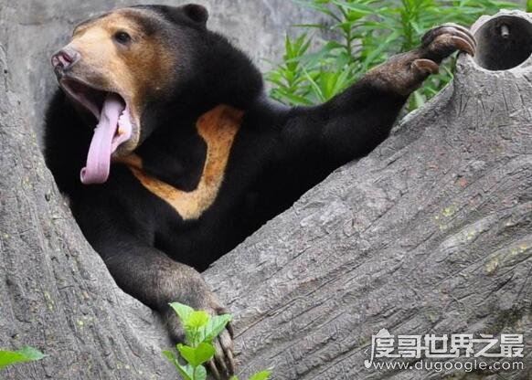 世界上最小的熊，马来熊一般成年体型都不超过1米5