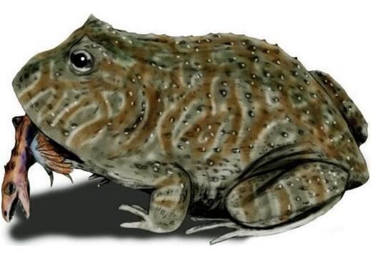 有史以来最大的青蛙，魔鬼蛙(敢偷吃霸王龙幼崽)