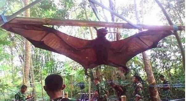 世界上最大的蝙蝠，百利而无一害的特殊蝙蝠（吸食花蜜）