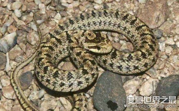 农村十大毒蛇,性情凶猛可攻击人类(多生活在山林间)