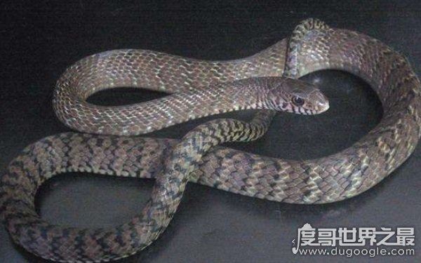 农村十大毒蛇，性情凶猛可攻击人类（多生活在山林间）