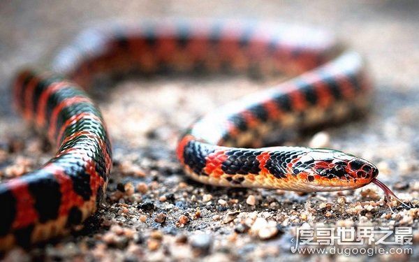 农村十大毒蛇，性情凶猛可攻击人类（多生活在山林间）