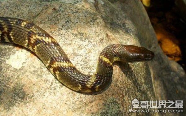 农村十大毒蛇，性情凶猛可攻击人类（多生活在山林间）