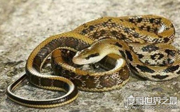 农村十大毒蛇，性情凶猛可攻击人类（多生活在山林间）
