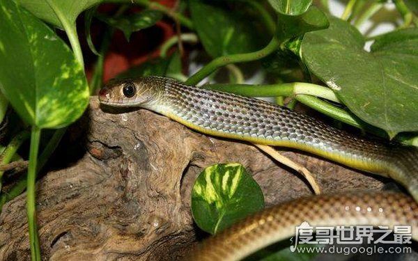 农村十大毒蛇，性情凶猛可攻击人类（多生活在山林间）