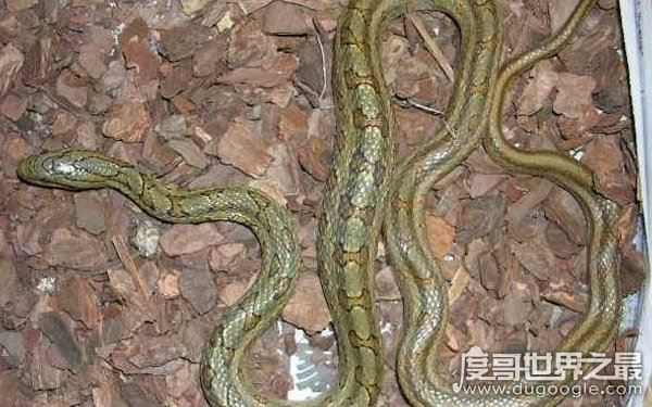 农村十大毒蛇，性情凶猛可攻击人类（多生活在山林间）