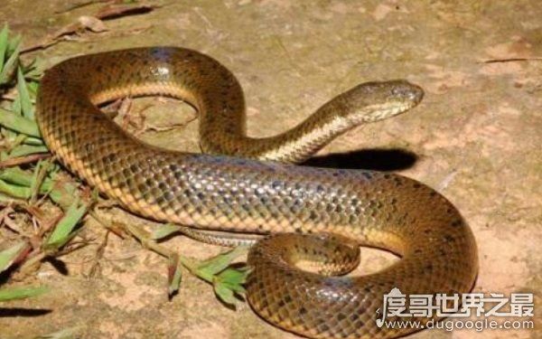 农村十大毒蛇，性情凶猛可攻击人类（多生活在山林间）