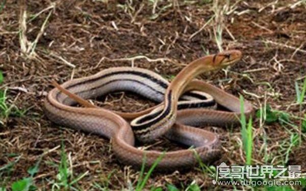 农村十大毒蛇，性情凶猛可攻击人类（多生活在山林间）