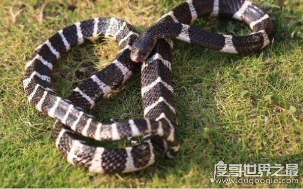 农村十大毒蛇，性情凶猛可攻击人类（多生活在山林间）