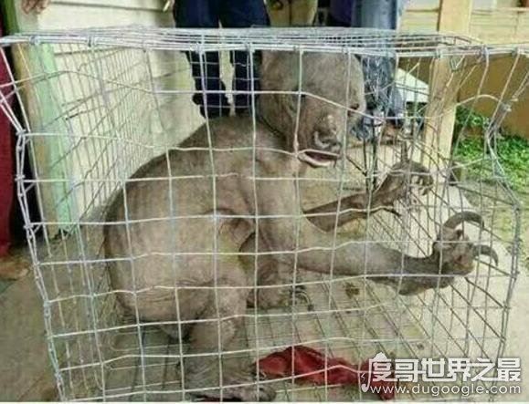 水猴子真的有吗?科学家承认水猴子存在(神秘面纱被揭开)