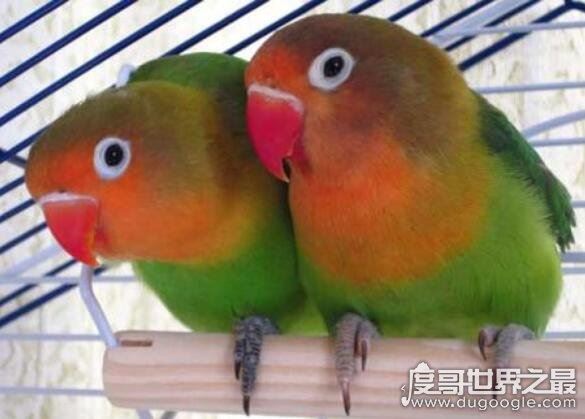 牡丹鹦鹉会说话吗,不会说话(但它是虐死人的情侣宠物)