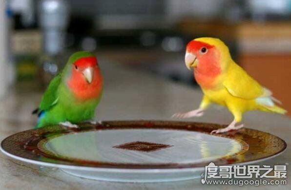 牡丹鹦鹉会说话吗，不会说话(但它是虐死人的情侣宠物)