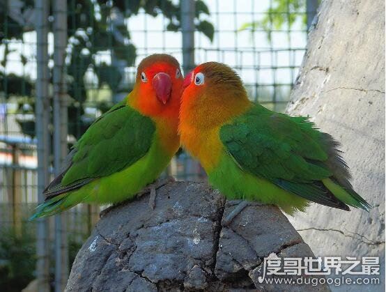牡丹鹦鹉会说话吗，不会说话(但它是虐死人的情侣宠物)