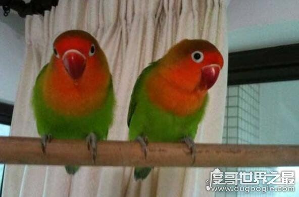 牡丹鹦鹉会说话吗，不会说话(但它是虐死人的情侣宠物)