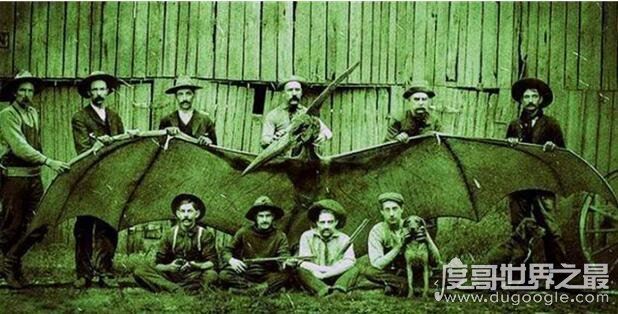 世界上最后一只龙，英国有人在天空拍到一条翼龙(附视频)