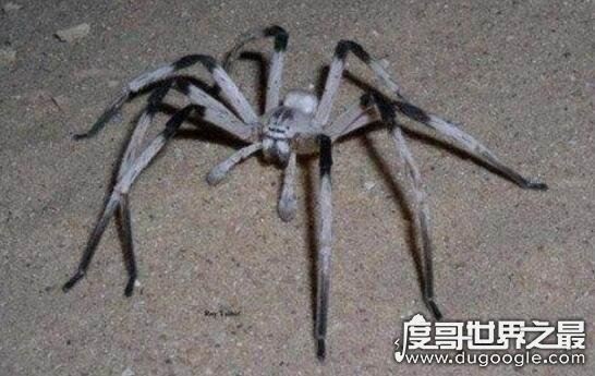 世界上最大的五种蜘蛛，第一名可以长到长15厘米宽25厘米