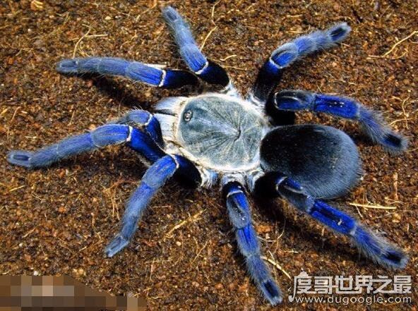 世界上最大的五种蜘蛛，第一名可以长到长15厘米宽25厘米