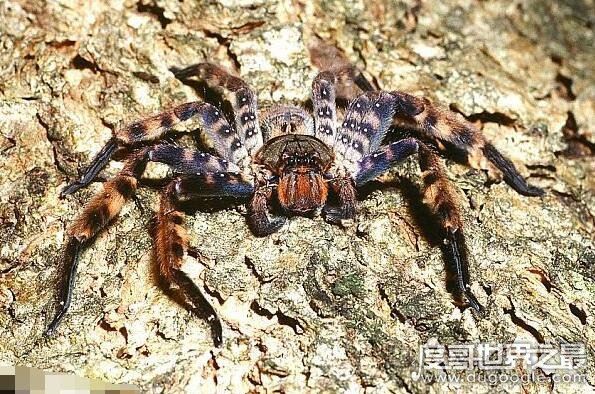世界上最大的五种蜘蛛，第一名可以长到长15厘米宽25厘米