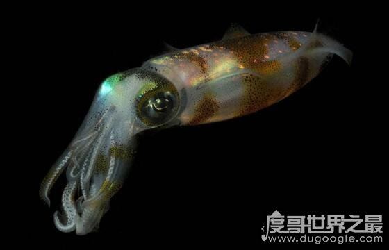 乌贼和章鱼的区别是什么,乌贼比章鱼好吃一百倍