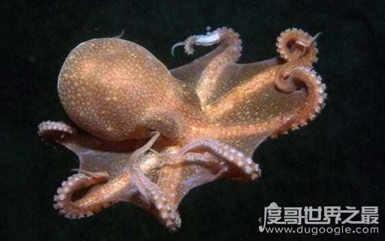 乌贼和章鱼的区别是什么，乌贼比章鱼好吃一百倍