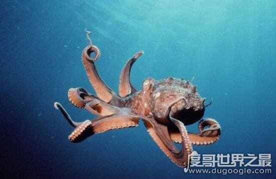 乌贼和章鱼的区别是什么，乌贼比章鱼好吃一百倍