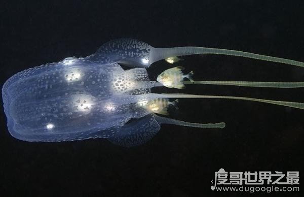 世界十大毒王,咬一口释放的毒素可杀死100人左右
