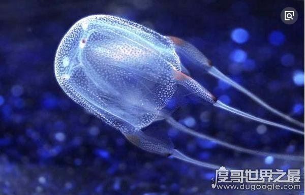 世界十大毒王，咬一口释放的毒素可杀死100人左右