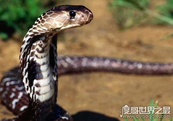 世界十大毒王，咬一口释放的毒素可杀死100人左右