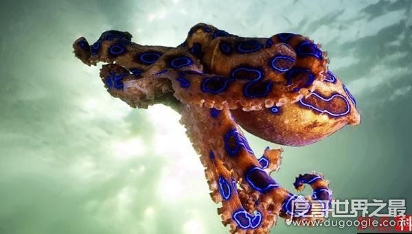 世界十大毒王，咬一口释放的毒素可杀死100人左右