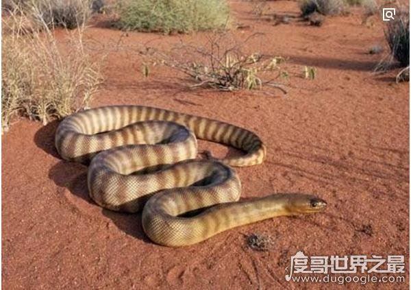 世界十大毒王，咬一口释放的毒素可杀死100人左右