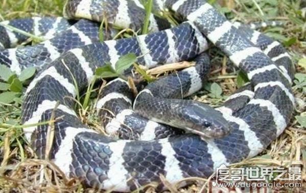 世界十大毒王，咬一口释放的毒素可杀死100人左右
