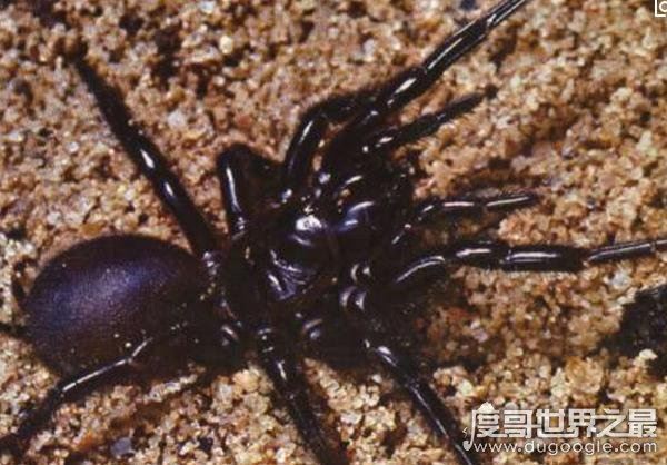 世界十大毒王，咬一口释放的毒素可杀死100人左右