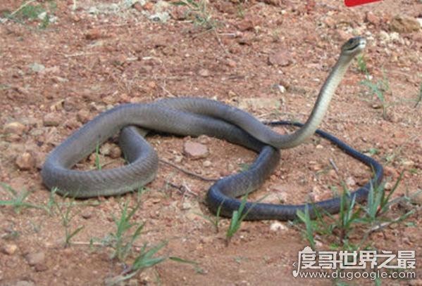 世界十大毒王,咬一口释放的毒素可杀死100人左右